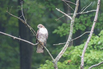 Hawk perched on branch of dead tree at edge of forest