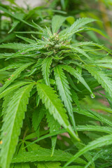 Young marijuana plant with small buds forming