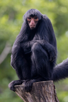 red-faced spider monkey (Ateles paniscus), closeup view