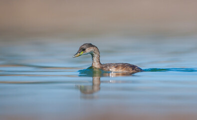 Little Grebe (Tachybaptus ruficollis) is lives in suitable wetlands in America, Asia, Europe and Africa. It is usually seen on lake shores.