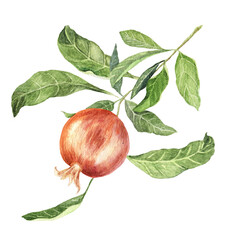 Clip art set of pomegranate fruit watercolour painted.Pomegranate fruit isolated on white with green leaves. Branch with leaves of pomegranate.