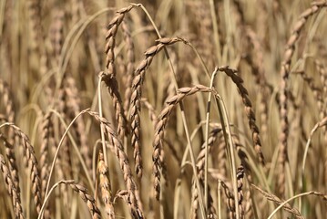 Spelt grain - Triticum spelta Poaceae - Dinkel
