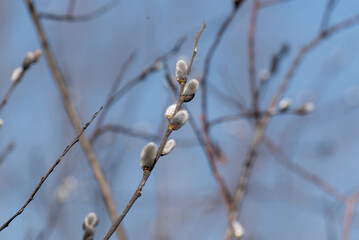 Pussy Willow Catkins In Early Spring