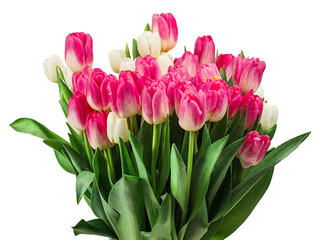 Bouquet of tulips isolated on white background with clipping path