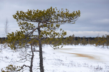 Bog hiking trail in Kemeri National Park
