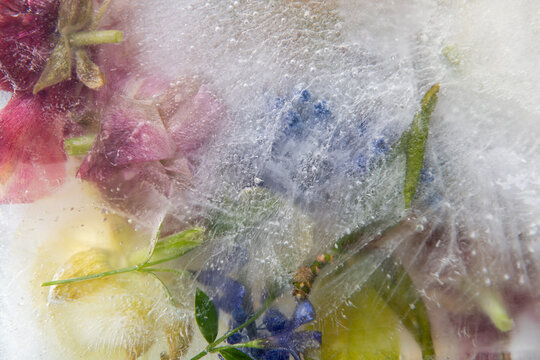 abstract texture of colored frozen flowers in ice