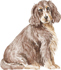 English cocker spaniel dog illustration