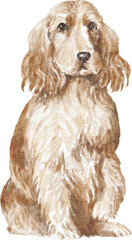 English cocker spaniel dog illustration