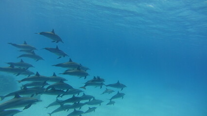 Dolphins of Sataya