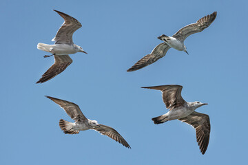 Flying collection of Seagulls
Assembled group of gliding seagulls 
