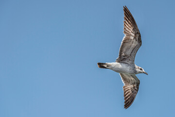 Flying seagull with copy space area
Great gliding bird with big wingspan
