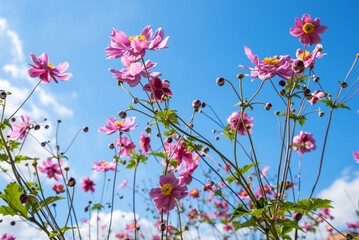 Obraz na płótnie Canvas pink blossoms of anemone japonica, blue sky background