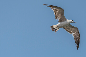 Flying seagull with copy space area
Great gliding bird with big wingspan
