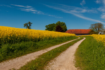 Rapsfeld mit Strasse 
