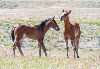 Fototapeta na wymiar Onaqui Wild Horses