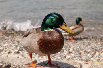 Fototapeta premium Mallard at Como lake. Anas platyrhynchos
