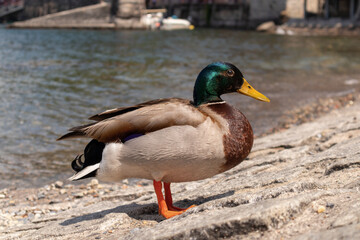 Mallard at Como lake. Anas platyrhynchos