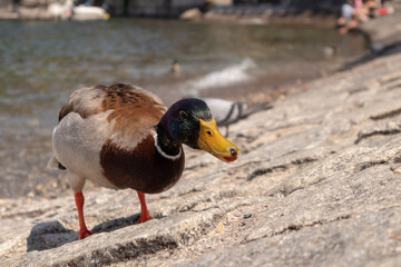 Mallard at Como lake. Anas platyrhynchos