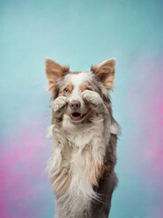 funny dog on a colored background. Happy border collie waving paw in the studio. pet portrait - obrazy, fototapety, plakaty