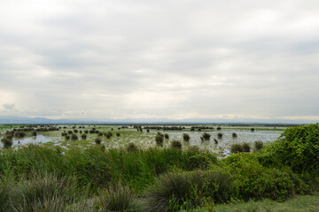 Landscape covered with green plants with blue sky. wild nature landscape in cloudy sky.  Kizilirmak delta wetland and bird sanctuary, selective focus, Samsun, Turkey 
