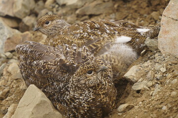 ライチョウの夫婦で砂浴び