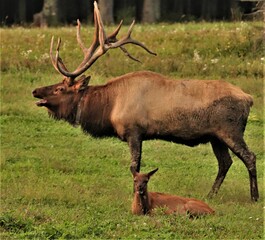Naklejka na ściany i meble Male Bull Elk Benezette PA Rocky Mountain Elk 