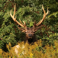 Male Bull Elk at Benezette PA