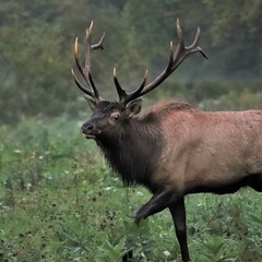 Male Bull Elk at Benezette PA