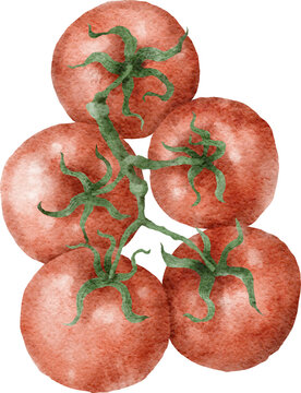 Tomatoes Watercolour Illustration