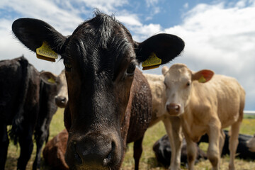 Group of young cows on the pasture being curious and approaching. Cattle standung and sitting down in different colours on the field in beautiful weather right after rain.
