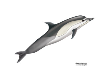 Fototapeta premium dauphin commun , common dolphin,poisson, mammifère, marin, mer, océan, eau, bleu, ailette, faune, nature, aquatique, nager, prédateur, illustration