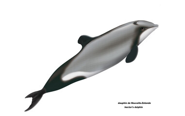 dauphin de Nouvelle-Zélande, hector's dolphin ,poisson, mammifère, marin, mer, océan, eau, bleu, ailette, faune, nature, aquatique, nager, prédateur, illustration