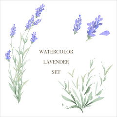 Fototapeta na wymiar Watercolor lavender set , rustic style