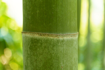 Close-up of the green texture of a bamboo trunk.