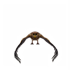 Owl