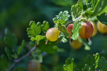 Gooseberry dissolved, garden berry
