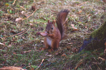 squirrel closeup, squirrel has nut to crack in park
