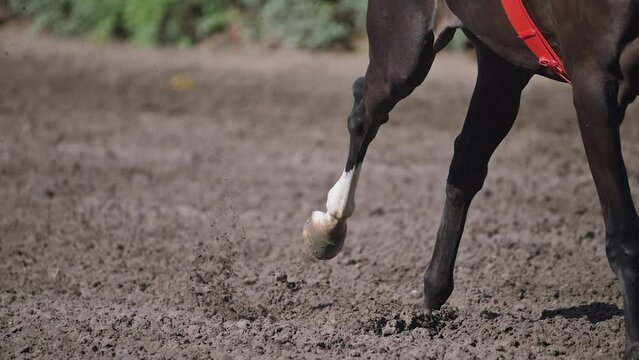 Horse racing at summer racetrack on dirty ground in old hippodrome. Close up of Riders on horses racing at super slow motion filmed on Nikon z9 high quality camera