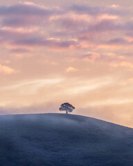 Fototapeta na wymiar Lone Tree on Petaluma Hill During Sunrise 