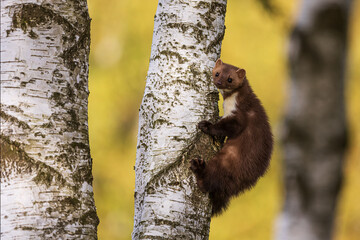 Obraz premium female beech marten (Martes foina), also known as the stone marten climbing the birch tree