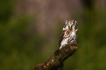 female boreal owl or Tengmalm's owl (Aegolius funereus) resting on the old tree stump