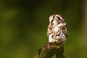 female boreal owl or Tengmalm's owl (Aegolius funereus) resting on an old tree stump