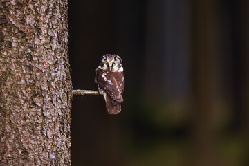 boreal owl or Tengmalm's owl (Aegolius funereus) sits on a spruce branch