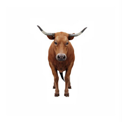 farm animal Ox