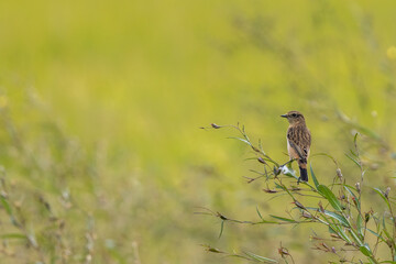 あぜ道の草の茎にとまるノビタキ