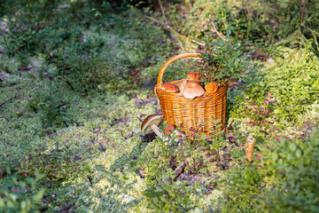 Forest mushroom boletus, cep, porcini, chanterelle collected in a wooden wicker basket. Late summer...