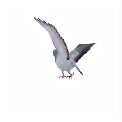Pigeon
