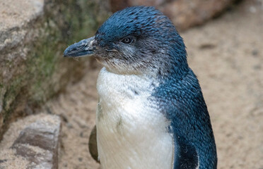 Little Blue Penguins ( Eudyptula minor)