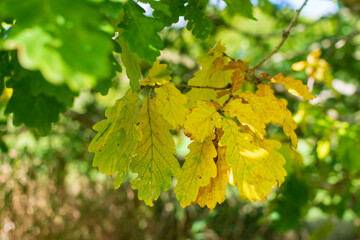 yellow maple leaves