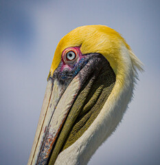 Extreme close up of a brown pelican with breeding plumage